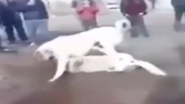 Köpekleri dövüştürüp çocuklara izlettirdiler!