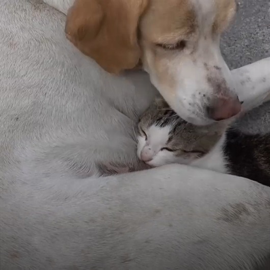 Sokak köpeği kedi yavrusuna annelik yapıyor