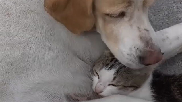 Sokak köpeği kedi yavrusuna annelik yapıyor