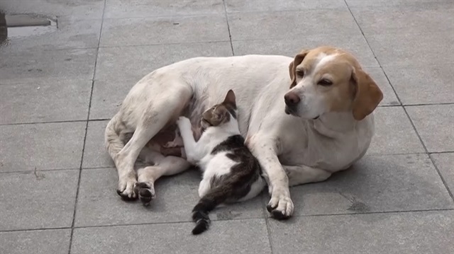 Sokak köpeği kedi yavrusuna annelik yapıyor