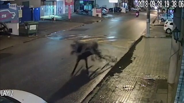 Dört nala koşan at park halindeki araca çarptı!