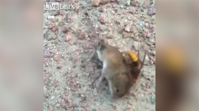 Eşek arısı ve farenin ölümcül kavgası