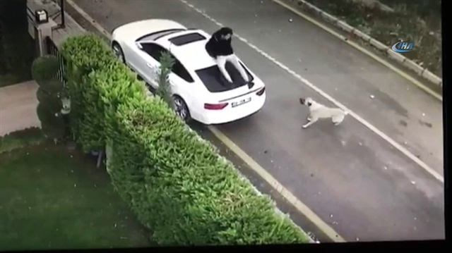 Sokak köpeği saldırınca arabanın üzerine böyle çıktı