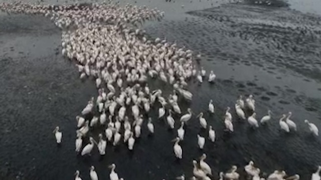 Ak pelikanların güneye yolculuğu başladı