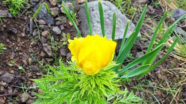 150 yıl sonra görüntülenen bitki, dünyada tıbbi aromatik bitkiler listesinde yer alıyor.