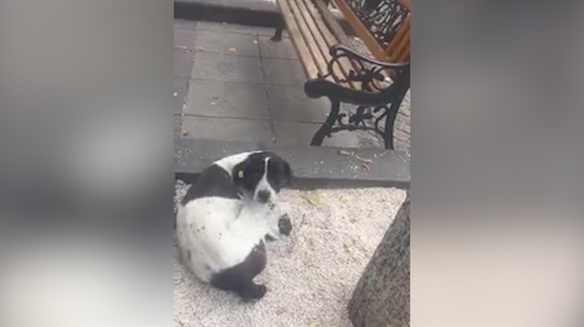 3 yıl sonra sahibine kavuşan köpeğin mutluluğu