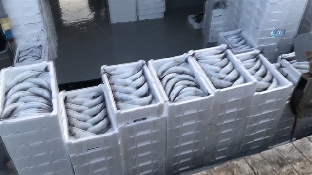 Karadeniz'den palamut fışkırıyor