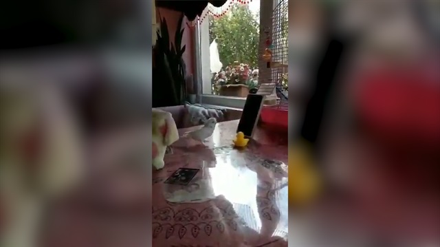 'Erik dalı'yla kendini kaybeden muhabbet kuşu