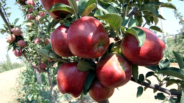 Niğde'de elma hasadı başladı.