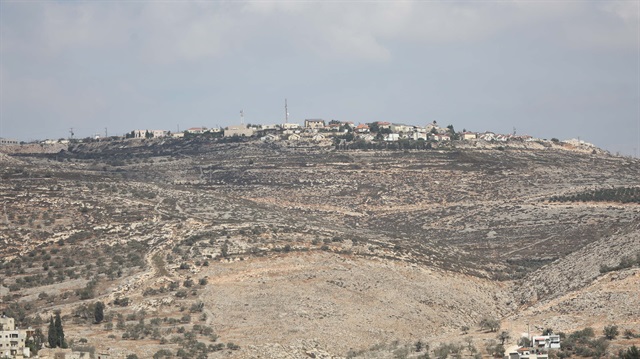 Olive Harvest near Nablus in the occupied West Bank.