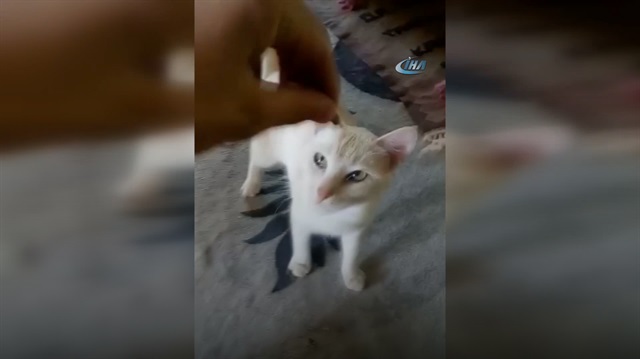 Çekirdek çitleyen kedi sosyal medyanın gündeminde