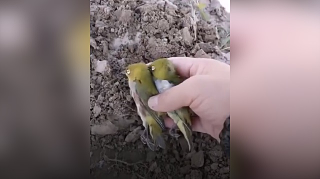 Ölen eşinin acısını dayanamayan kuş başucunda öldü