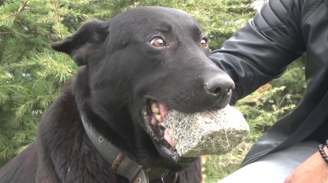 Yavruları ölen köpek ağzındaki taşı yavrusu sanıyor