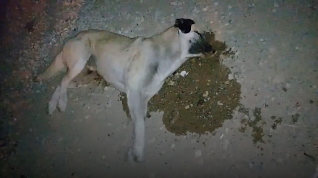 Mardin'de vicdanları sızlatan görüntüler: Zehirlenen onlarca köpek sokakta can çekişiyor