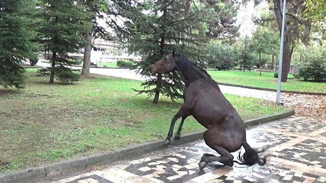 Çocuk parkına terk edilen at çırpınarak can verdi