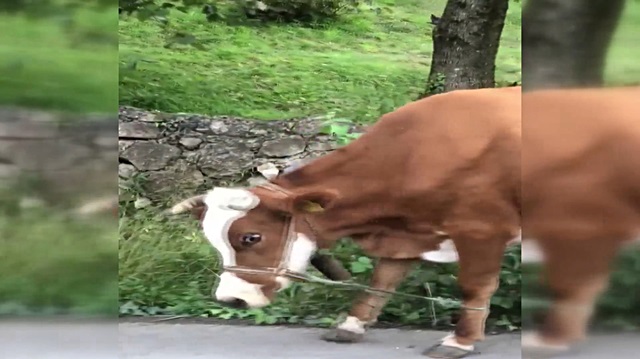 İneklere yapılan işkence gibi uygulama!