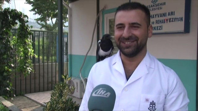 Vefakar saksağan onu tedavi eden veterinerin peşini bırakmıyor