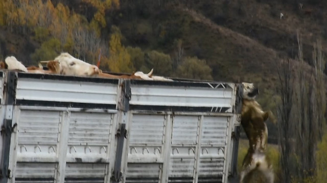 Çoban köpeği kamyon kasasında asılı kaldı