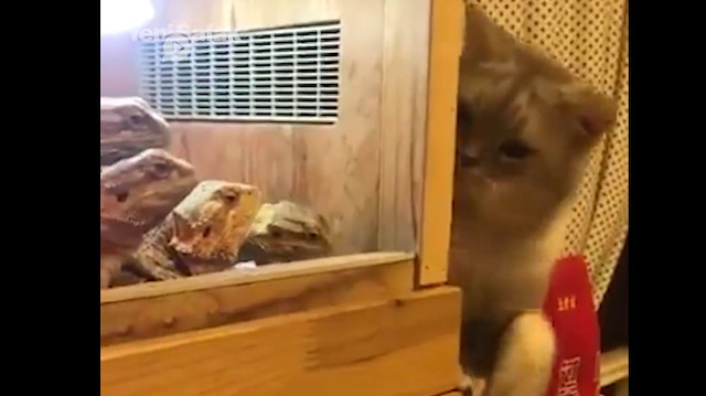 Huzur vermeyen kedi güldürdü