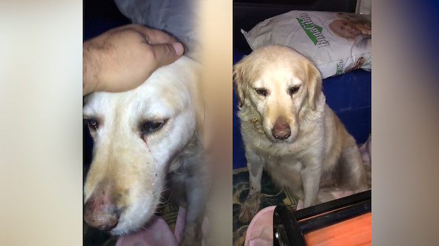 Sahibinin ormana bıraktığı köpeğin gözyaşları yürek burktu