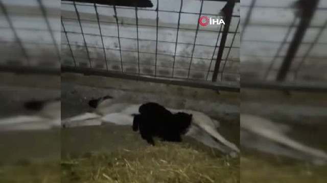 Kangal köpeği Kezban kuzulara analık yapıyor