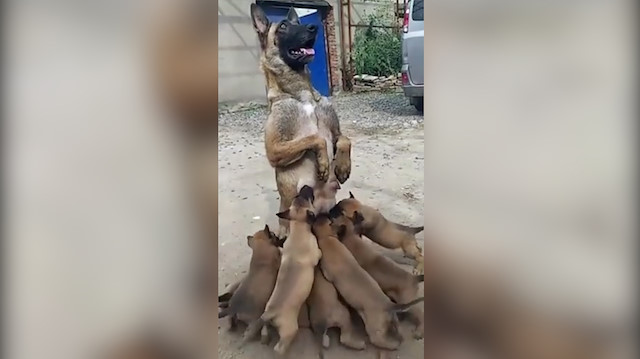 Anne köpek sıra dışı emzirme şekliyle fenomen oldu