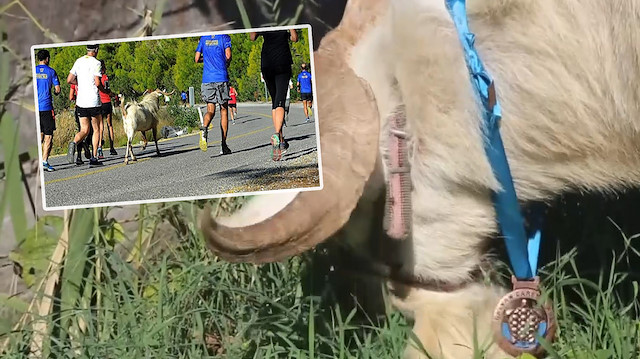 Maraton koşan keçi madalya kazandı