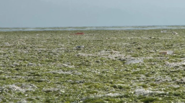 İzmir Körfezi’nde ürküten görüntü