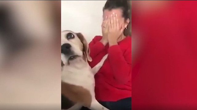 Sahibinin ağlamasına dayanamayan köpek