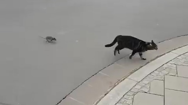 Ava giden kedi kavgacı fare tarafından avlandı