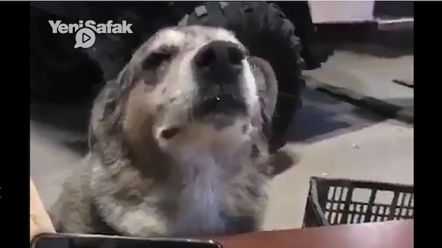 Müzik dinlerken kendinden geçen köpek