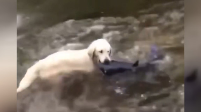 Balık avlayan köpek
