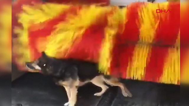 Köpeğin oto yıkamadaki duş keyfi kamerada