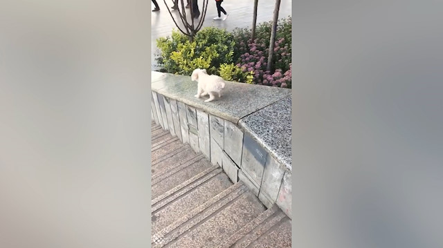 Yavru köpeğin kayak keyfi