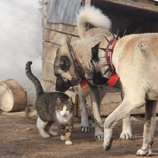 Şaşırtan dostluk: Kangal ve kediler beraber yatıyor