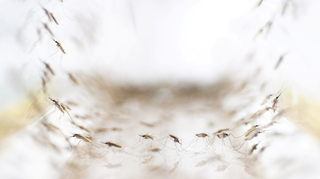 Anopheles minimus mosquitoes are pictured at a lab in the Public Health Ministry in Bangkok, Thailand.