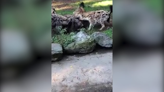 Aç kalan sırtlanlar güçsüz sırtlanı canlı canlı yedi!