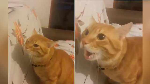 Kindar kedi Haydar ile sahibinin diyaloğu kahkahaya boğdu