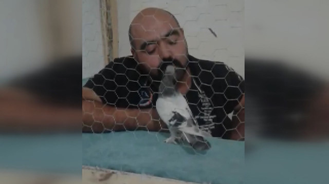 Güvercinden sahibine sevgi seli