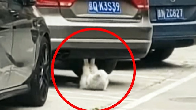 Mekik çeken kedi izleyenleri kahkahaya boğuyor