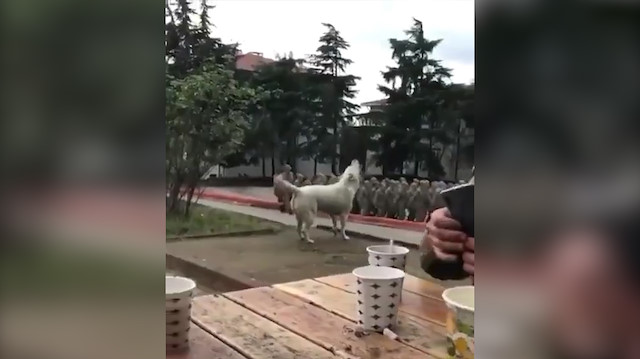 Kurt yeri göğü inleten Mehmetçiğe böyle eşlik etti