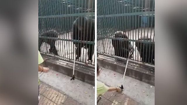 Sevimli şempanze selfie çubuğunu sahibine geri veriyor