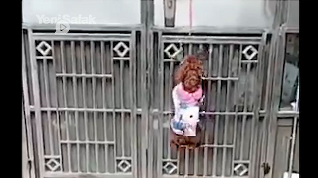 Biri kapıyı açtı biri tuttu hepsi kaçtı: Köpeklerin inanılmaz iş birliği