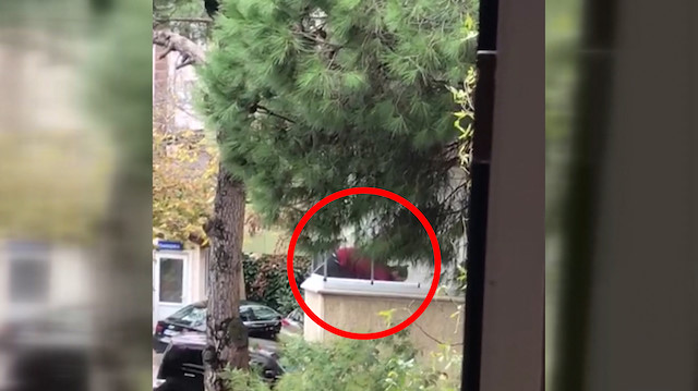 Balkonda köpeğini döven vicdansız adam gözaltına alındı