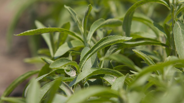 Stevia bitkisinin faydaları nelerdir Stevia bitkisinin faydaları nelerdir