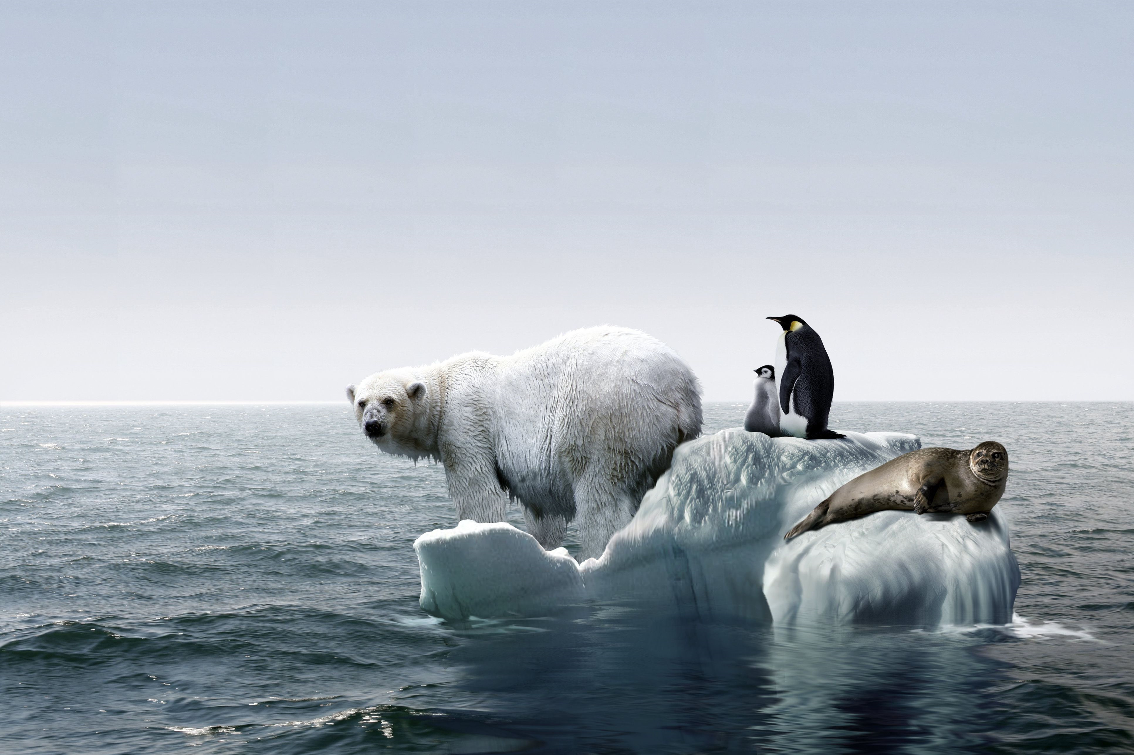The great warming. Белые медведи в Антарктиде. Таяние ледников в Антарктиде медведи. Таяние ледников в Арктике. Глобальнее потепление.