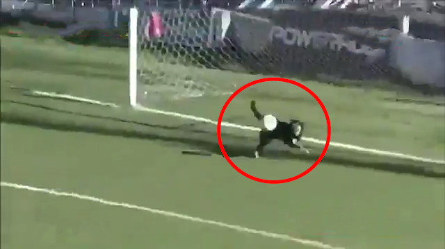 Gole giden topu çıkaran köpek sosyal medyayı salladı