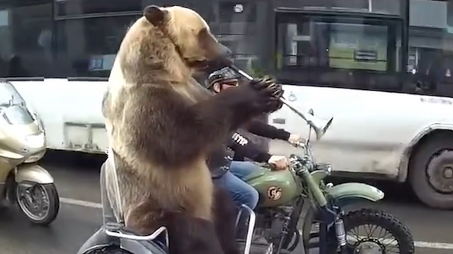 Rusya’da motosikletli ayı trafiğe takıldı