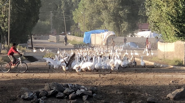 Karsta kaz üretimine Doğu Ekspresi dopingi