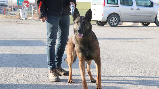 'Odin' hassas burnu ile tarihe geçti
